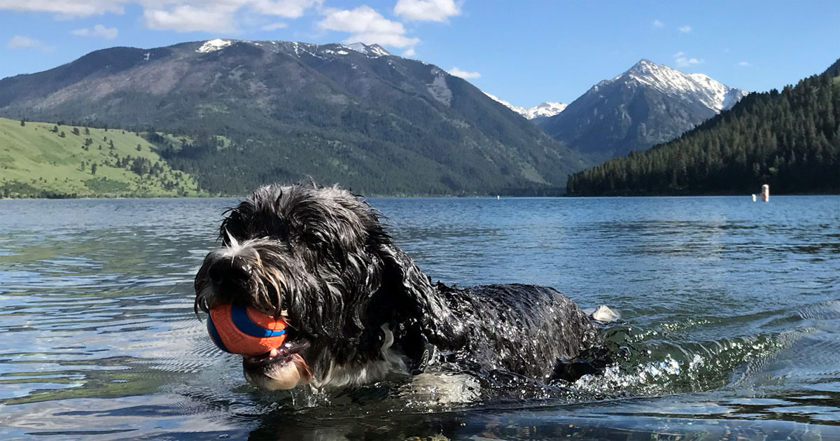 Happy dog at the lake